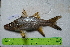  ( - STRI-X-6364)  @11 [ ] CreativeCommons  Attribution Non-Commercial Share-Alike (2023) Unspecified Smithsonian Tropical Research Institute