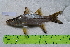  ( - STRI-X-6365)  @11 [ ] CreativeCommons  Attribution Non-Commercial Share-Alike (2023) Unspecified Smithsonian Tropical Research Institute