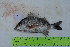  ( - STRI-X-6389)  @11 [ ] CreativeCommons  Attribution Non-Commercial Share-Alike (2023) Unspecified Smithsonian Tropical Research Institute