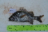  ( - STRI-X-6391)  @11 [ ] CreativeCommons  Attribution Non-Commercial Share-Alike (2023) Unspecified Smithsonian Tropical Research Institute