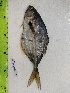  ( - STRI-X-6393)  @11 [ ] CreativeCommons  Attribution Non-Commercial Share-Alike (2023) Unspecified Smithsonian Tropical Research Institute