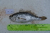  (Larimus - STRI-X-6399)  @11 [ ] CreativeCommons  Attribution Non-Commercial Share-Alike (2023) Unspecified Smithsonian Tropical Research Institute