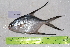  ( - STRI-X-6428)  @11 [ ] CreativeCommons  Attribution Non-Commercial Share-Alike (2023) Unspecified Smithsonian Tropical Research Institute