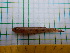  (Leptophilypnus - STRI-X-6465)  @11 [ ] CreativeCommons  Attribution Non-Commercial Share-Alike (2023) Unspecified Smithsonian Tropical Research Institute