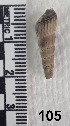  ( - PCINV_105)  @11 [ ] No Rights Reserved (2025) Unspecified Smithsonian Tropical Research Institute