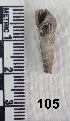  ( - PCINV_105)  @11 [ ] No Rights Reserved (2025) Unspecified Smithsonian Tropical Research Institute