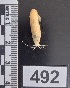  (Alpheus colombiensis - PCINV_492)  @11 [ ] No Rights Reserved (2025) Unspecified Smithsonian Tropical Research Institute