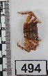  (Goniopsis - PCINV_494)  @11 [ ] No Rights Reserved (2025) Unspecified Smithsonian Tropical Research Institute