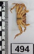  ( - PCINV_494)  @11 [ ] No Rights Reserved (2025) Unspecified Smithsonian Tropical Research Institute