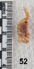  ( - PCINV_52)  @11 [ ] No Rights Reserved (2025) Unspecified Smithsonian Tropical Research Institute