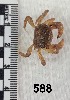  ( - PCINV_588)  @11 [ ] No Rights Reserved (2025) Unspecified Smithsonian Tropical Research Institute