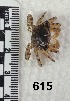  ( - PCINV_615)  @11 [ ] No Rights Reserved (2025) Unspecified Smithsonian Tropical Research Institute