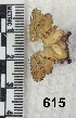  ( - PCINV_615)  @11 [ ] No Rights Reserved (2025) Unspecified Smithsonian Tropical Research Institute
