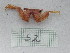  ( - PCINV_52)  @11 [ ] Unspecified (default): All Rights Reserved (2025) No Rights Reserved Smithsonian Tropical Research Institute