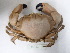  ( - PCINV_Y-462)  @11 [ ] Unspecified (default): All Rights Reserved (2025) No Rights Reserved Smithsonian Tropical Research Institute