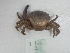  ( - PCINV_Y-463)  @11 [ ] Unspecified (default): All Rights Reserved (2025) No Rights Reserved Smithsonian Tropical Research Institute
