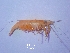  (Macrobrachium olfersii - PCINV_Y-603A)  @11 [ ] Unspecified (default): All Rights Reserved (2025) No Rights Reserved Smithsonian Tropical Research Institute