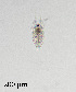  (Bosminopsis - PanCan-0070)  @11 [ ] by-nc-sa (2025) Smithsonian Tropical Research Institute Smithsonian Tropical Research Institute