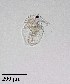  ( - PanCan-0083)  @11 [ ] by-nc-sa (2025) Smithsonian Tropical Research Institute Smithsonian Tropical Research Institute