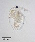  ( - PanCan-0083)  @11 [ ] by-nc-sa (2025) Smithsonian Tropical Research Institute Smithsonian Tropical Research Institute