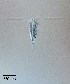  ( - PanCan-0084)  @11 [ ] by-nc-sa (2025) Smithsonian Tropical Research Institute Smithsonian Tropical Research Institute