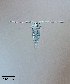  ( - PanCan-0084)  @11 [ ] by-nc-sa (2025) Smithsonian Tropical Research Institute Smithsonian Tropical Research Institute