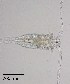  ( - PanCan-0084)  @11 [ ] by-nc-sa (2025) Smithsonian Tropical Research Institute Smithsonian Tropical Research Institute
