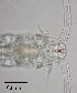  ( - PanCan-0084)  @11 [ ] by-nc-sa (2025) Smithsonian Tropical Research Institute Smithsonian Tropical Research Institute