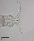  ( - PanCan-0084)  @11 [ ] by-nc-sa (2025) Smithsonian Tropical Research Institute Smithsonian Tropical Research Institute