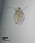  ( - PanCan-0093)  @11 [ ] by-nc-sa (2025) Smithsonian Tropical Research Institute Smithsonian Tropical Research Institute