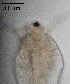  ( - PanCan-0093)  @11 [ ] by-nc-sa (2025) Smithsonian Tropical Research Institute Smithsonian Tropical Research Institute