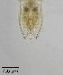  ( - PanCan-0099)  @11 [ ] by-nc-sa (2025) Smithsonian Tropical Research Institute Smithsonian Tropical Research Institute