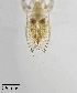  ( - PanCan-0099)  @11 [ ] by-nc-sa (2025) Smithsonian Tropical Research Institute Smithsonian Tropical Research Institute