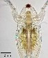  ( - PanCan-0099)  @11 [ ] by-nc-sa (2025) Smithsonian Tropical Research Institute Smithsonian Tropical Research Institute