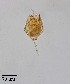  ( - PanCan-0134)  @11 [ ] by-nc-sa (2025) Smithsonian Tropical Research Institute Smithsonian Tropical Research Institute