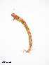  ( - PanCan-0280)  @11 [ ] by-nc-sa (2025) Smithsonian Tropical Research Institute Smithsonian Tropical Research Institute