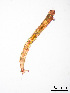  ( - PanCan-0280)  @11 [ ] by-nc-sa (2025) Smithsonian Tropical Research Institute Smithsonian Tropical Research Institute