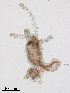  ( - PanCan-0282)  @11 [ ] by-nc-sa (2025) Smithsonian Tropical Research Institute Smithsonian Tropical Research Institute