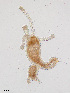  ( - PanCan-0282)  @11 [ ] by-nc-sa (2025) Smithsonian Tropical Research Institute Smithsonian Tropical Research Institute