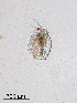  ( - PanCan-0297)  @11 [ ] by-nc-sa (2025) Smithsonian Tropical Research Institute Smithsonian Tropical Research Institute