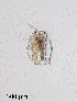  ( - PanCan-0297)  @11 [ ] by-nc-sa (2025) Smithsonian Tropical Research Institute Smithsonian Tropical Research Institute