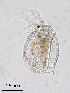  ( - PanCan-0297)  @11 [ ] by-nc-sa (2025) Smithsonian Tropical Research Institute Smithsonian Tropical Research Institute