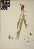  (Senecio megacephalus - CCDB-23364-A10)  @11 [ ] CreativeCommons - Attribution (2014) Linda Jennings University of British Columbia