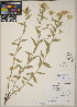  (Eucephalus - CCDB-23364-H03)  @11 [ ] CreativeCommons - Attribution (2014) Linda Jennings University of British Columbia