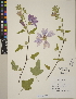  (Lavatera - CCDB-24905-B05)  @11 [ ] CreativeCommons - Attribution (2014) Linda Jennings University of British Columbia