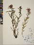  (Castilleja elmeri - CCDB-24910-D07)  @11 [ ] CreativeCommons - Attribution (2014) Linda Jennings University of British Columbia