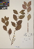  (Cotoneaster coriaceus - CCDB-24915-A04)  @11 [ ] CreativeCommons - Attribution (2014) Linda Jennings University of British Columbia