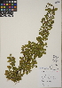  (Cotoneaster dammeri - CCDB-24915-C07)  @11 [ ] CreativeCommons - Attribution (2014) Linda Jennings University of British Columbia
