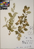  (Cotoneaster crispii - CCDB-24915-E06)  @11 [ ] CreativeCommons - Attribution (2014) Linda Jennings University of British Columbia
