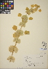  (Moluccella laevis - CCDB-24916-B07)  @11 [ ] CreativeCommons - Attribution (2014) Linda Jennings University of British Columbia